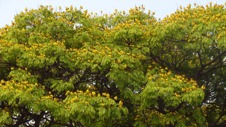 Flores da sibipiruna. Crédito: Secretaria Municipal do Verde e do Meio Ambiente de SP