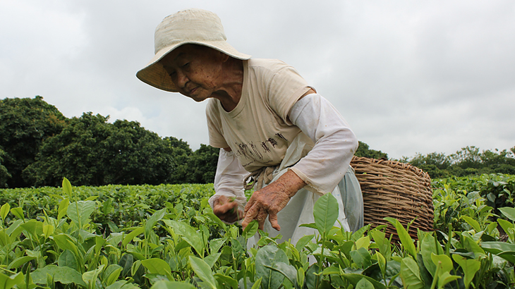 Senhora Elizabeth Ume Shimada na colheita do chá preto. Foto: Kojima Asami