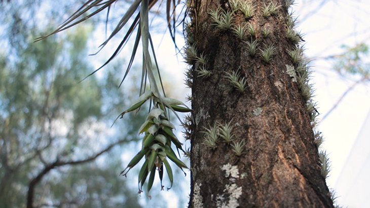 Uma bromélia, exemplo de planta nativa que pode ser utilizadas no paisagismo sustentável.