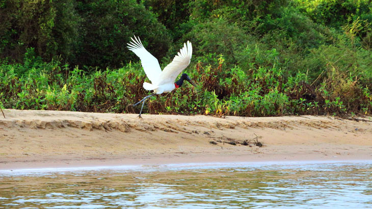 Tuiuiu - ave símbolo do Pantanal | Foto: Dalmir Ribeiro Lima 