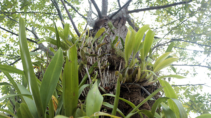 Árvore na entrada do Sesc Campo Limpo com orquídeas fixadas no tronco. Foto: Ronaldo Domingues