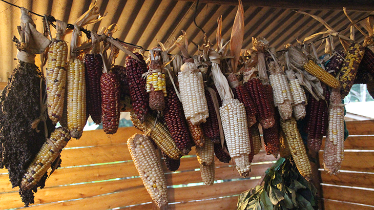 Milhos tradicionais guarani | Foto: Karla Priscila