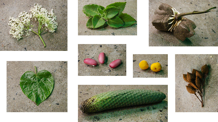 Plantas alimentícias não convencionais no Sesc Pompeia <br>Fotos: Cris Komesu