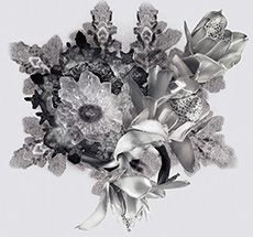 Estrela XXIX 2012, c-prints sobre alumínio.  90 x 60 cm