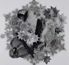 Estrela X 2012, c-prints sobre alumínio.  90 x 60 cm