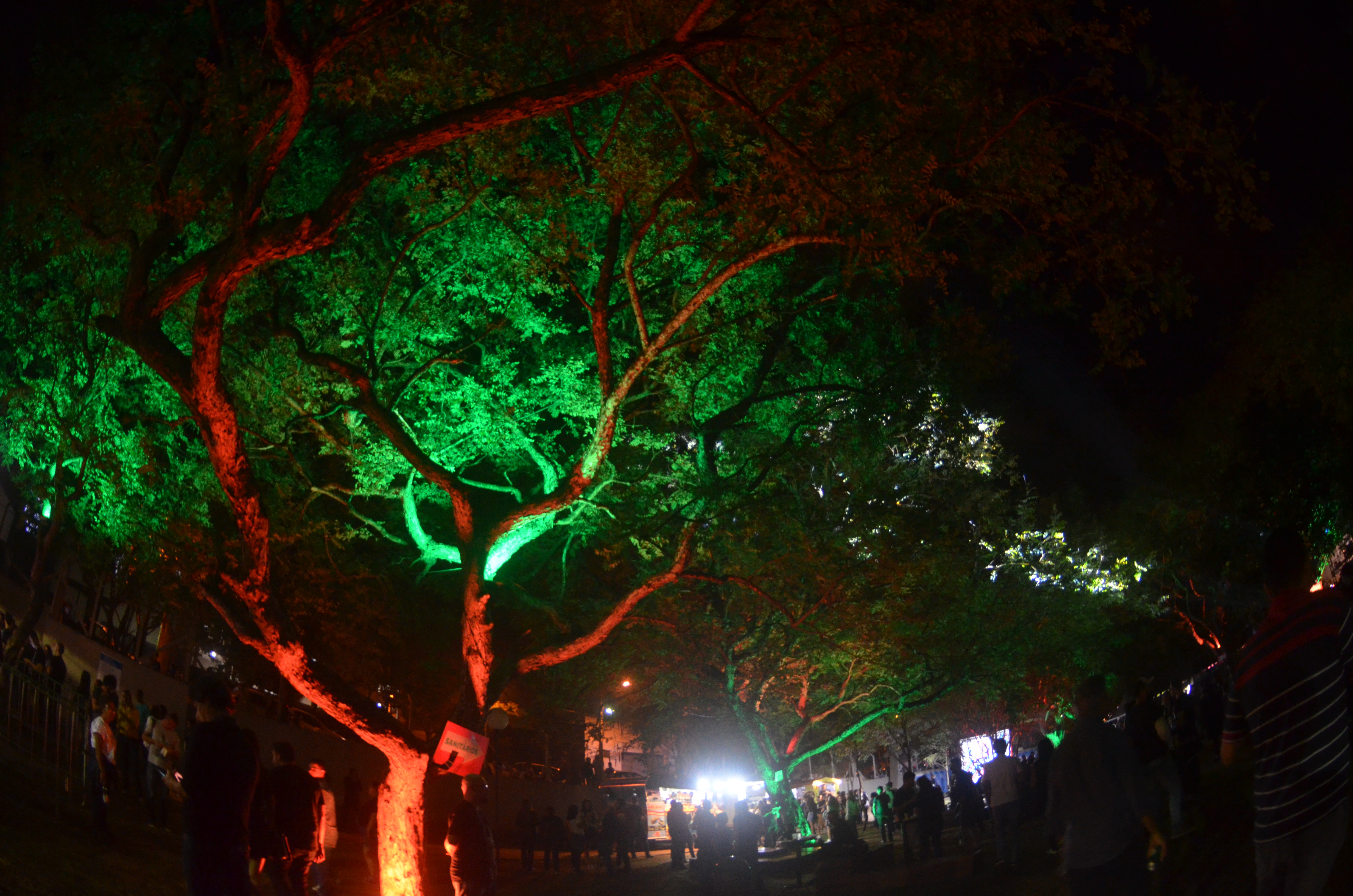 Entre as árvores durante o show do Cordel do Fogo Encantado.