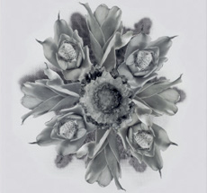 Estrela XXIII 2012, c-prints sobre alumínio. 90 x 60 cm