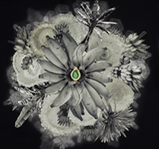 Estrela VI 2012, c-prints sobre alumínio.  90 x 60 cm