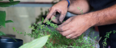 Meio Ambiente: 5 dicas para cuidar de plantas de interior no verão