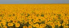 AGRICULTURA : As sutilezas da flor do sol