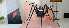 Saúde: Aedes: que mosquito é esse? 