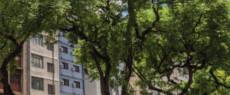 ALMANAQUE PAULISTANO: A árvore mais comum em São Paulo