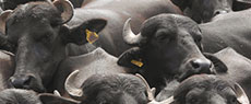 PECUÁRIA: O búfalo ainda na lista de espera