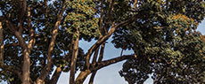 ALMANAQUE PAULISTANO: Árvores mais antigas de São Paulo