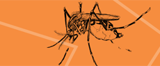 Saúde: Dengue: prevenção é papel de todos