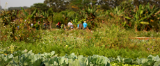 Alimentação : 5 motivos para ir a Feira Agroecológica e Cultural do Sesc Sorocaba