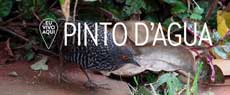 Pinto D'Água Carijó, uma das aves mais raras e desconhecidas do Brasil
