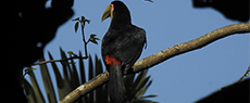 Meio Ambiente: Ornitólogo: mistura de ciência e paixão