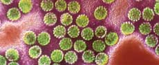 SAÚDE: Tolerância zero contra o vírus HPV