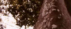 Almanaque Paulistano: Árvores raras e com nomes curiosos no Parque Trianon