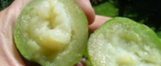 Cambuci, fruta brasileira presente na Reserva Sesc Bertioga