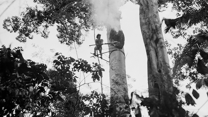 Indígena araweté coletando mel de abelha arapuá, 1982. Foto: Eduardo Viveiros de Castro