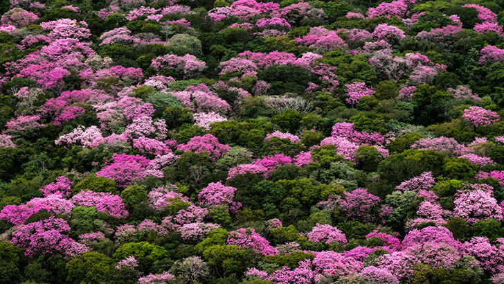 Pantanal do Miranda, Refúgio do Caimãn - Copas floridas de Ipês-roxos. Foto: João Farkas