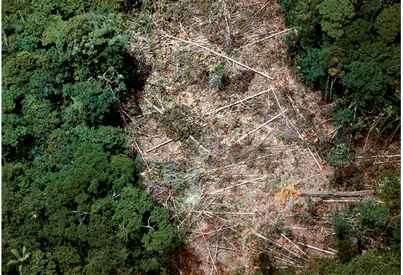 Clareira na mata, sinal de inicio de garimpo. Amazonas, 1986. Foto: Joao Farkas